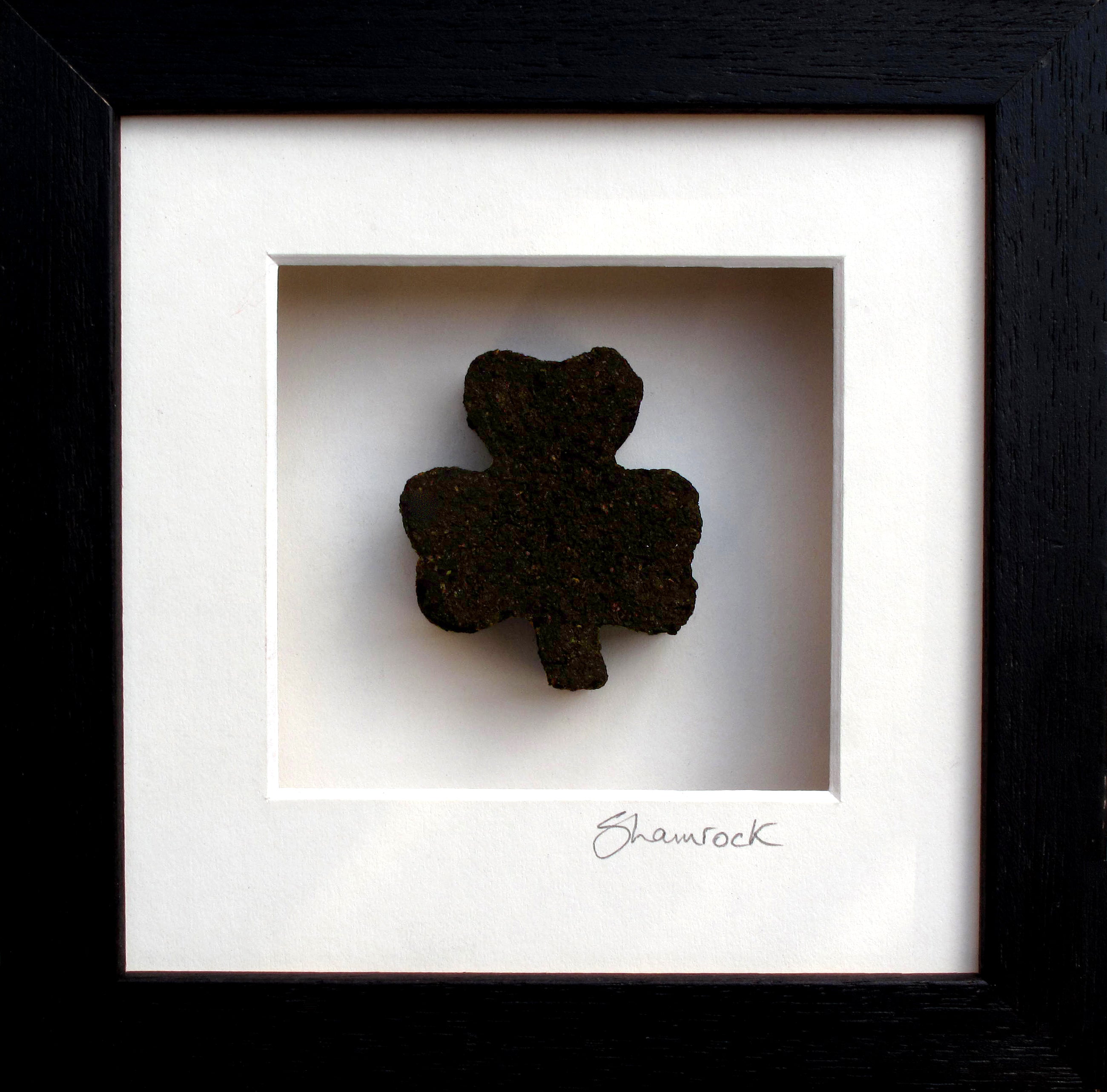 Bog Shamrock